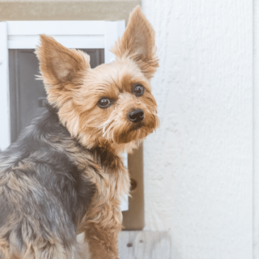 Entryways with Doggie Doors: Freedom, Style, and Security